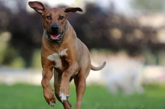 世界禁养的十大猎犬,最凶猛猎犬排行榜