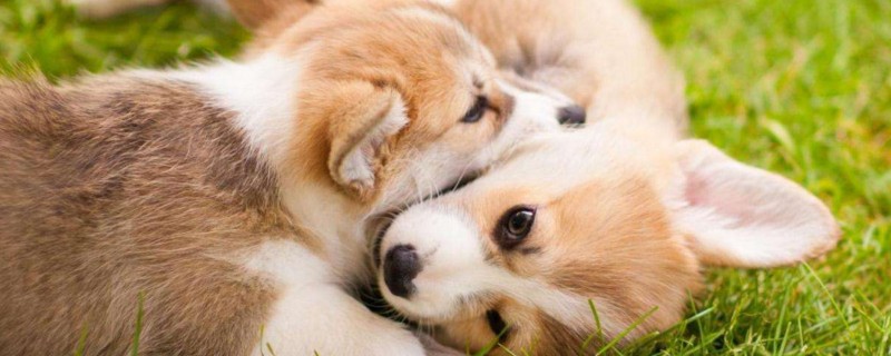 如何分辨真假柯基幼犬