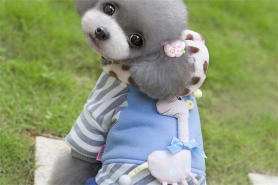 如何分辨真假柯基幼犬