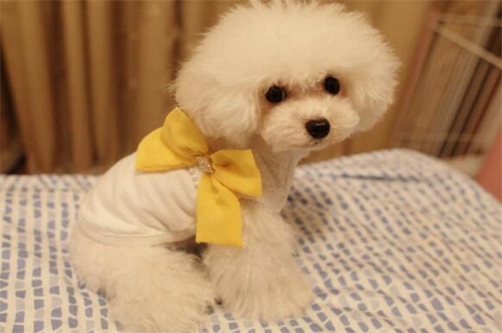 狗狗衣服怎么做,教你四种制作狗狗衣服最简单的方法
