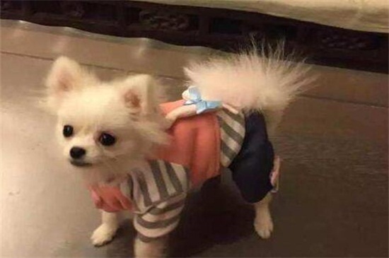 最简单的狗狗衣服做法,手把手教你制作精美狗衣