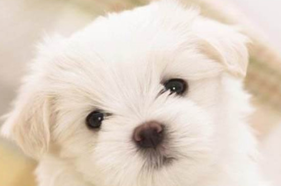 茶杯犬为什么不能养,极易生病寿命很短有严重的生理缺陷