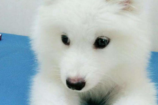 狗狗便血有几种原因