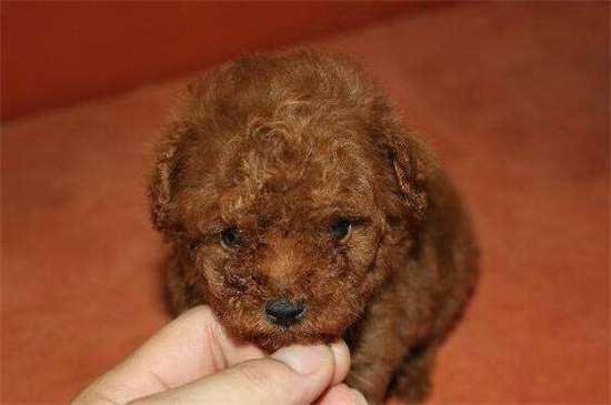 卡斯罗几个月成长最快