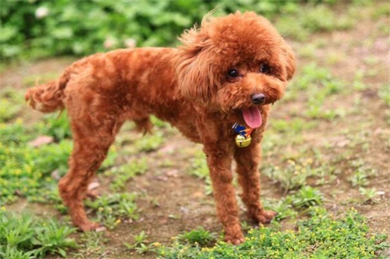 博美幼犬怎么看纯不纯