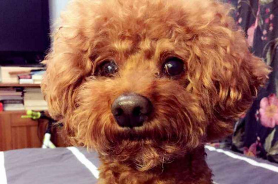 马犬幼犬怎么喂养