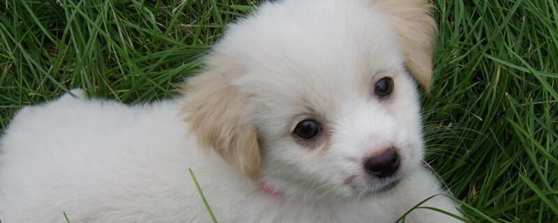 串串狗怎么分辨品种