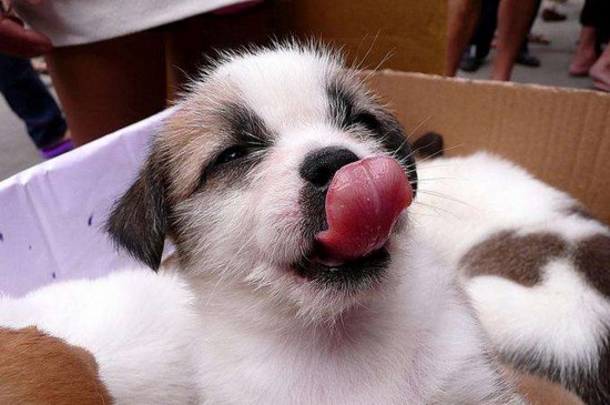 养狗的十大好处，能减轻压力增强运动还能看家护院