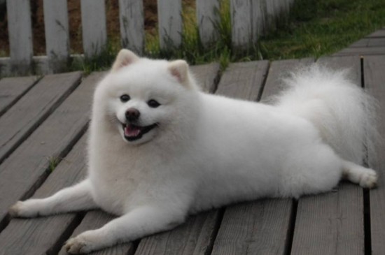 养狗的十大好处，能减轻压力增强运动还能看家护院