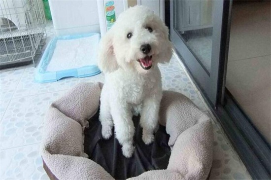 泰迪可以吹空调吗,可以吹但不能迎风吹温度不可太低