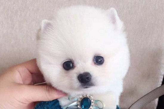 博美幼犬感冒了怎么办,注意保暖及时喂药并尽早就医
