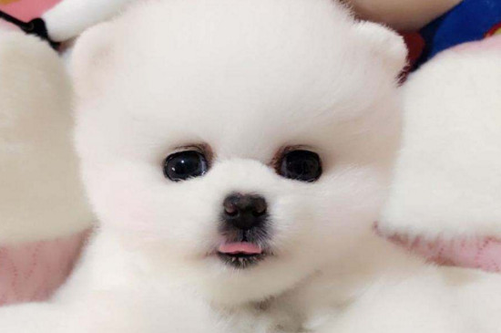 边牧多久洗一次澡