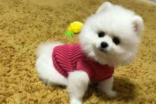 边牧多久洗一次澡