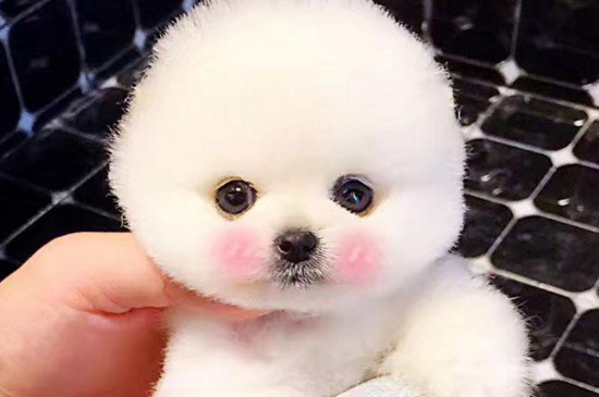 边牧多久洗一次澡