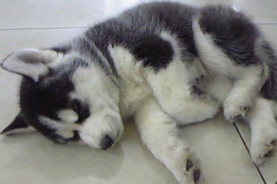 一个月的小土狗怎么养