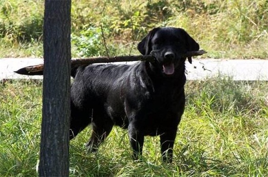 流浪狗一定有狂犬病吗