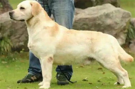 流浪狗一定有狂犬病吗