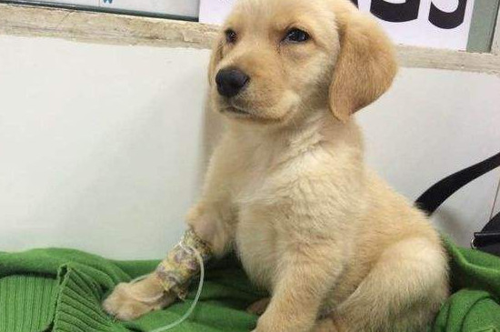 狗狗细小后遗症有哪些