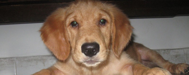 四个月金毛吃多少狗粮