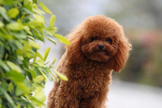 狗打疫苗后注意事项