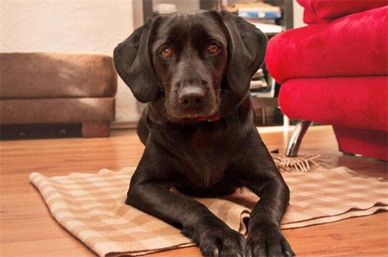 杜高犬适合家养吗