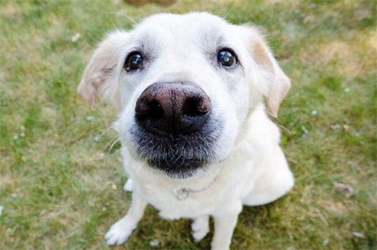 狗瘟症状会传染人吗