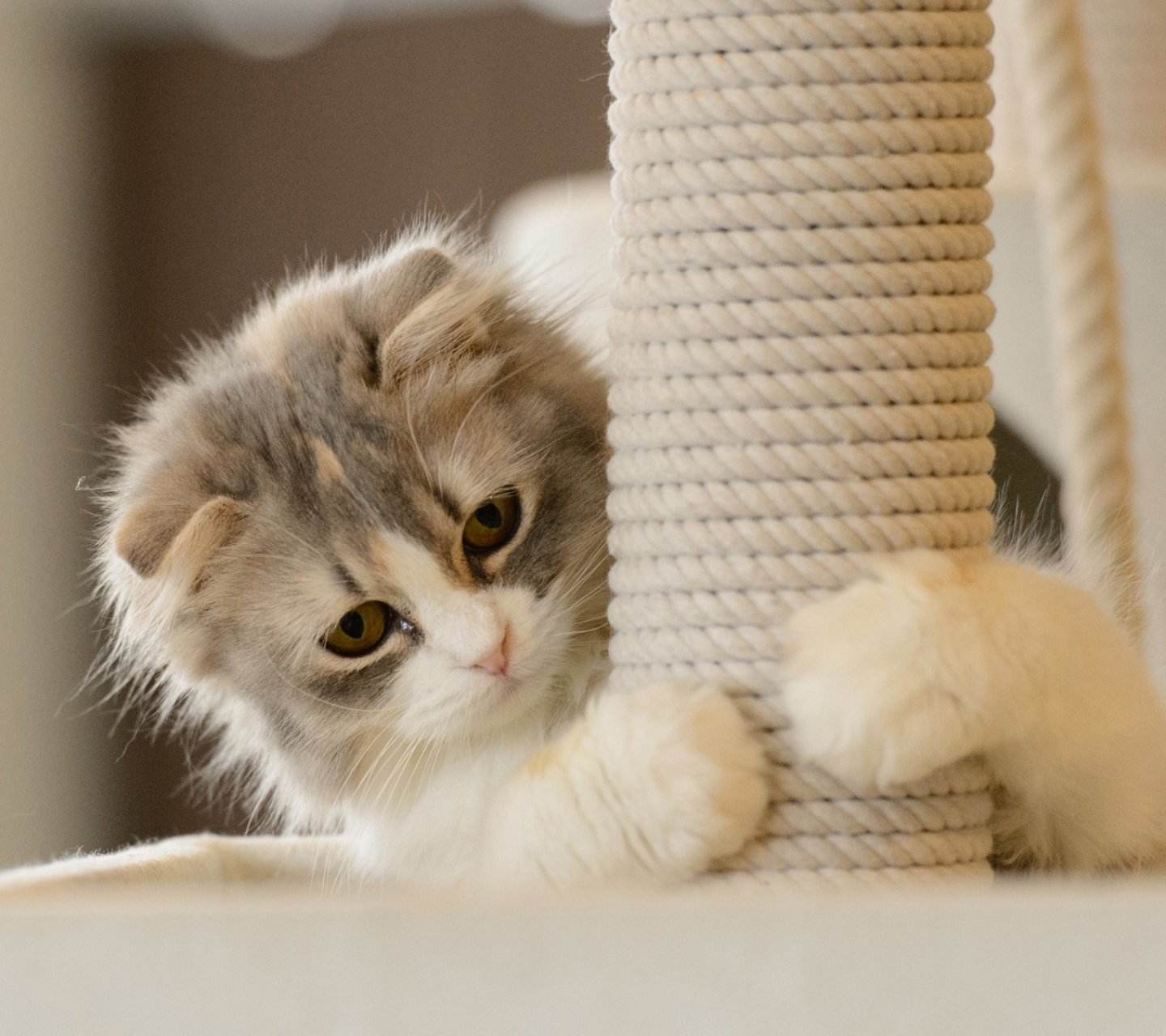 最适合家养的五大猫咪种类，你认识哪一个