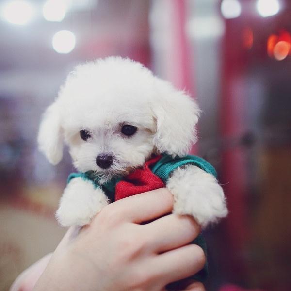 怎样日常医护狗狗的眼睛? 怎样日常医护狗狗的眼睛?