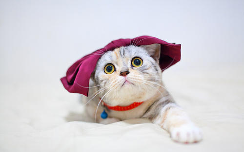 养猫会带来什么运气，家里养猫对财运会很好