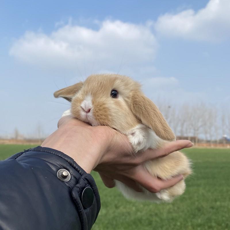 兔子可以晒太阳 兔子可以晒太阳