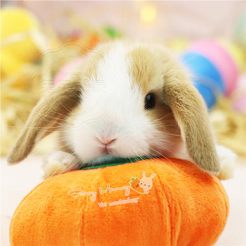 宠物兔可以晒太阳吗