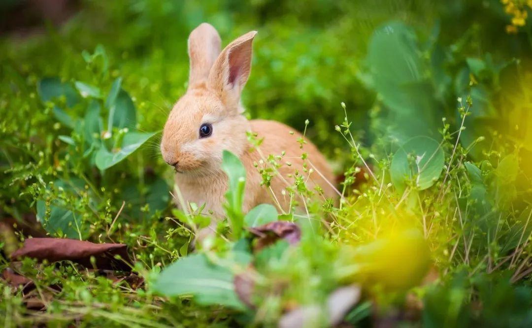 宠物兔繁殖周期多长时间