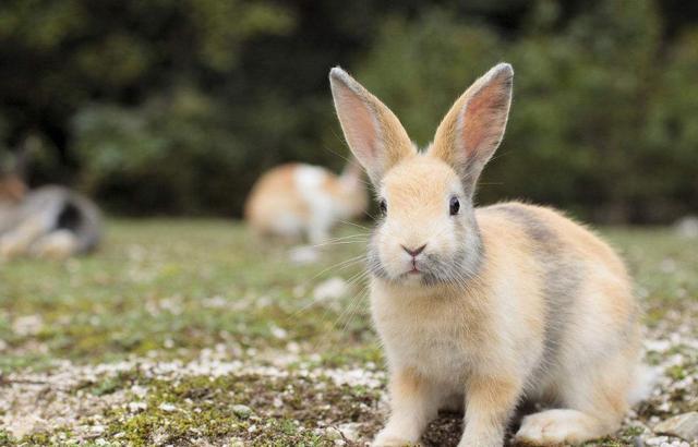 宠物兔繁殖周期 宠物兔繁殖周期