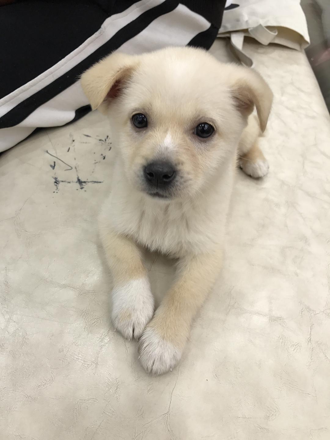 狗狗为何爱咬牵引绳