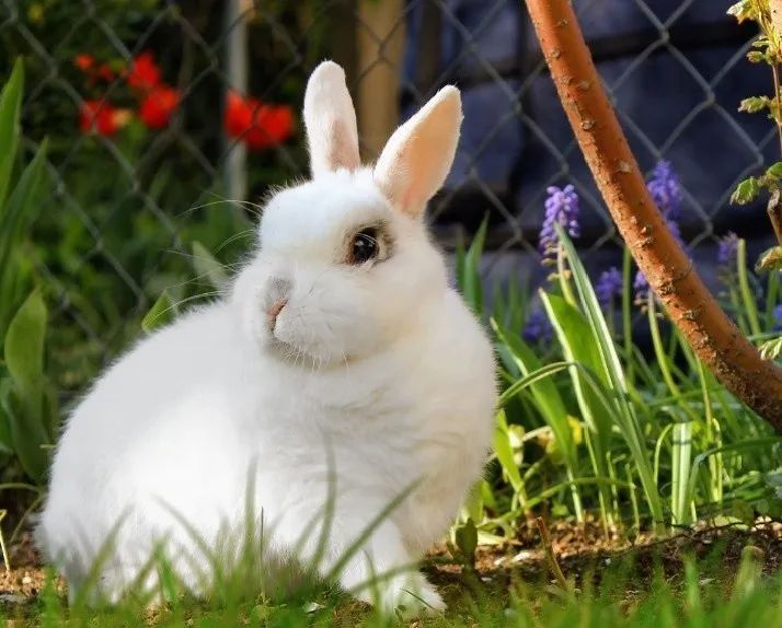 家养兔子怎么过冬 家养兔子怎么过冬