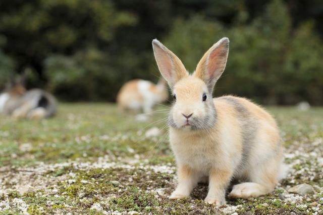 野兔是怎么给自己搭窝
