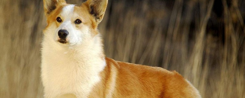 博美为什么不好养