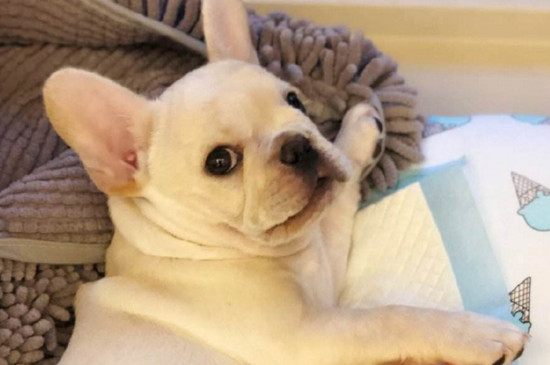 狗狗上火了喝板蓝根吗