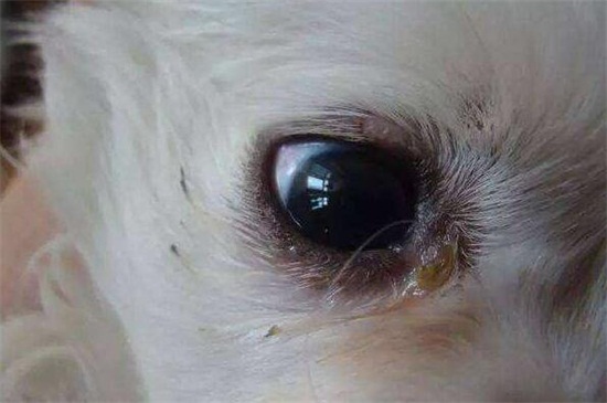 狗狗上火了喝板蓝根吗