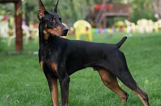 杜宾耳朵怎么绑