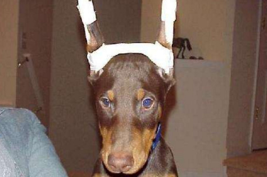 杜宾耳朵怎么绑