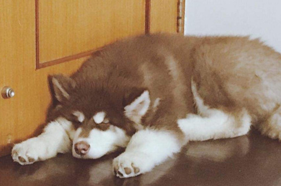 阿拉斯加可以吃米饭吗,能吃但不建议当成主食