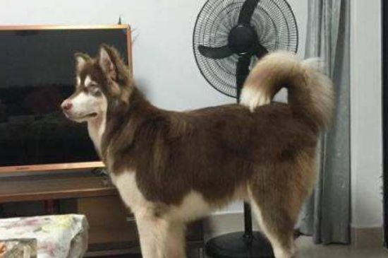 阿拉斯加可以吃米饭吗,能吃但不建议当成主食