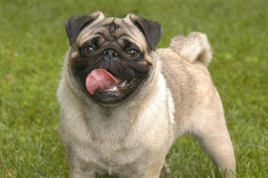 巴哥犬细小症状，呕吐便血浑身抽搐直至死亡