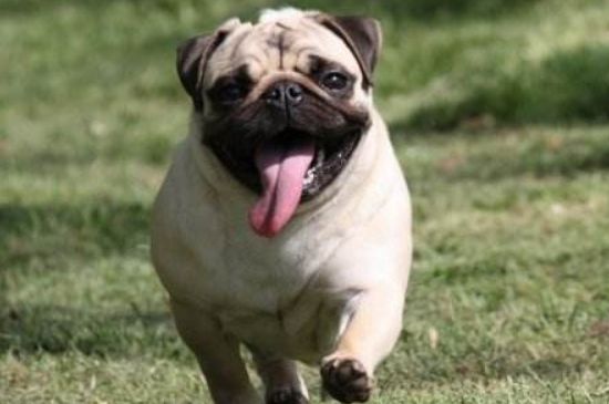 巴哥犬眼睛红正常吗,不正常可能是上火或发炎所致