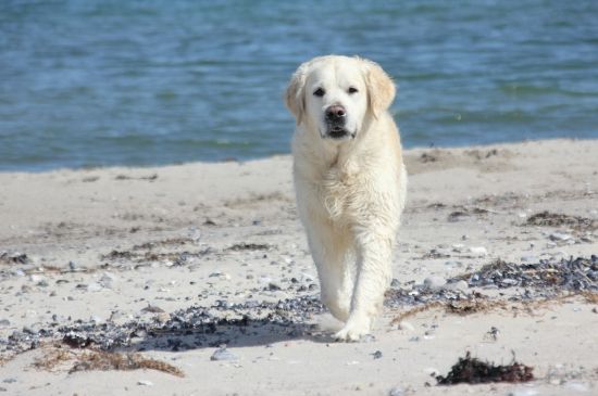 巴哥犬适合上班族养吗