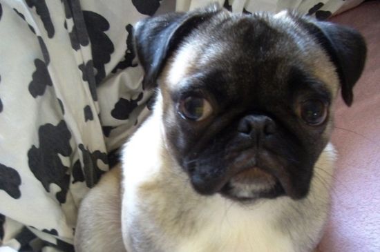 巴哥犬适合上班族养吗