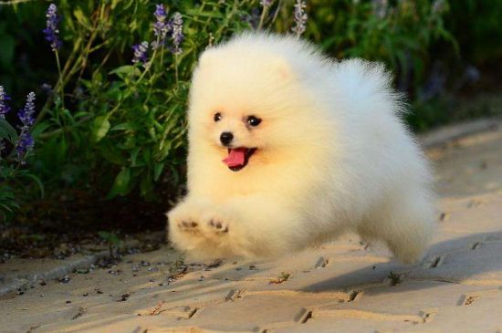 博美哮喘怎么办