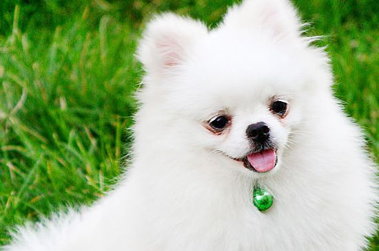 博美哮喘怎么办