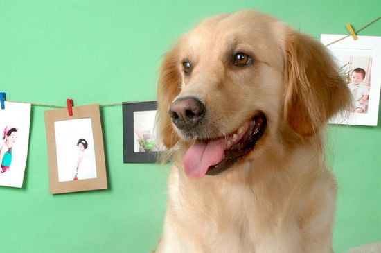 金毛几个月开始换毛